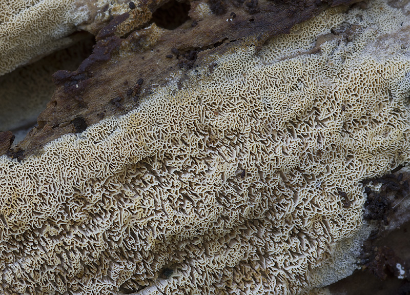 Chaetoporellus latitans